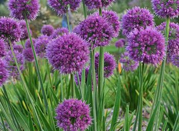 Perennials and Grasses
